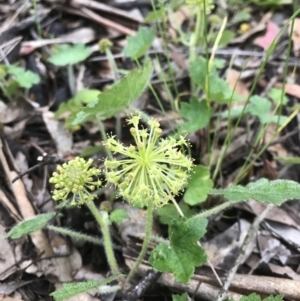 Hydrocotyle laxiflora at Wamboin, NSW - 13 Nov 2022