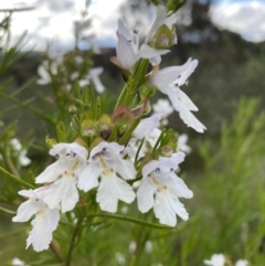 Prostanthera sp. (Mint Bush) at Nicholls, ACT - 14 Nov 2022 by gavinlongmuir