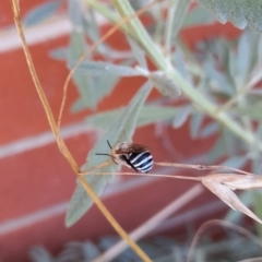 Amegilla (Zonamegilla) asserta (Blue Banded Bee) at Lyneham, ACT - 7 Feb 2022 by Morgane