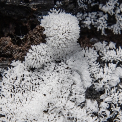 Ceratiomyxa fruticulosa (Coral Slime) at Namadgi National Park - 9 Nov 2022 by SWishart