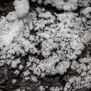 Ceratiomyxa fruticulosa at Cotter River, ACT - 9 Nov 2022