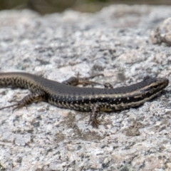 Eulamprus heatwolei (Yellow-bellied Water Skink) at Paddys River, ACT - 9 Nov 2022 by SWishart