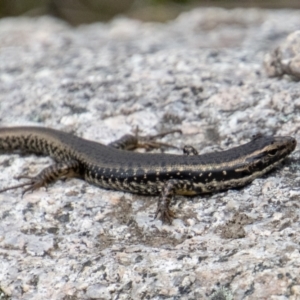 Eulamprus heatwolei at Paddys River, ACT - 9 Nov 2022