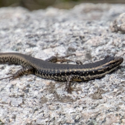 Eulamprus heatwolei (Yellow-bellied Water Skink) at Paddys River, ACT - 9 Nov 2022 by SWishart