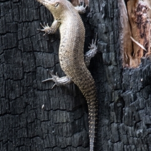 Egernia cunninghami at Tennent, ACT - 9 Nov 2022 02:16 PM