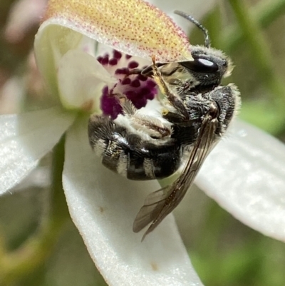 Lasioglossum (Chilalictus) sp. (genus & subgenus) (Halictid bee) at Sutton, NSW - 14 Nov 2022 by AJB