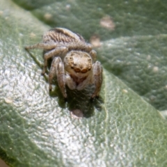 Maratus scutulatus (A jumping spider) at Tennent, ACT - 9 Nov 2022 by SWishart