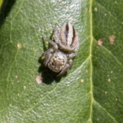 Maratus scutulatus at Tennent, ACT - 9 Nov 2022 11:28 AM