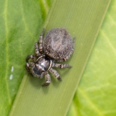Maratus griseus (Jumping spider) at Tennent, ACT - 9 Nov 2022 by SWishart