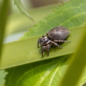 Maratus griseus at Tennent, ACT - 9 Nov 2022 11:13 AM