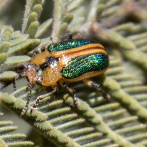 Calomela bartoni at Cotter River, ACT - 9 Nov 2022 01:32 PM