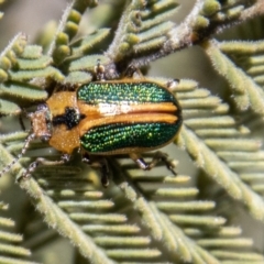 Calomela bartoni at Cotter River, ACT - 9 Nov 2022 01:32 PM