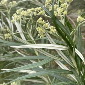 Cassinia longifolia at Nicholls, ACT - 14 Nov 2022 05:11 PM