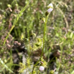 Drosera gunniana at Nicholls, ACT - 14 Nov 2022