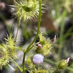 Drosera gunniana at Nicholls, ACT - 14 Nov 2022