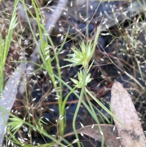 Juncus capitatus at Nicholls, ACT - 14 Nov 2022 04:18 PM