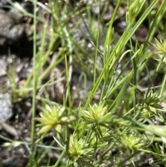 Juncus capitatus at Nicholls, ACT - 14 Nov 2022 04:18 PM