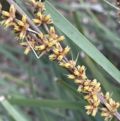 Lomandra longifolia at Nicholls, ACT - 14 Nov 2022 04:29 PM