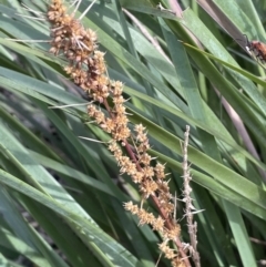 Lomandra longifolia at Nicholls, ACT - 14 Nov 2022