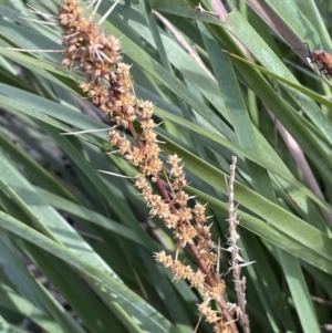 Lomandra longifolia at Nicholls, ACT - 14 Nov 2022 04:29 PM