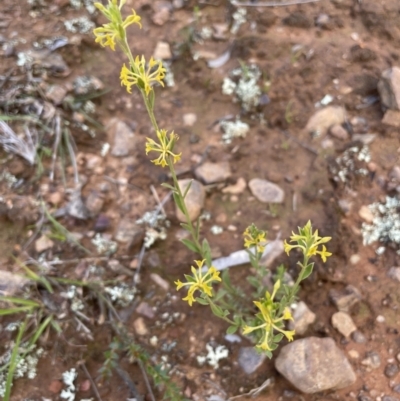 Pimelea curviflora (Curved Rice-flower) at Nicholls, ACT - 14 Nov 2022 by JaneR