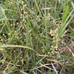 Lomandra filiformis subsp. coriacea at Nicholls, ACT - 14 Nov 2022