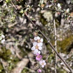 Gaudium multicaule (Teatree) at Nicholls, ACT - 14 Nov 2022 by JaneR