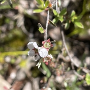 Gaudium multicaule at Nicholls, ACT - 14 Nov 2022