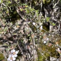 Gaudium multicaule at Nicholls, ACT - 14 Nov 2022