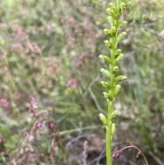 Microtis parviflora (Slender Onion Orchid) at Nicholls, ACT - 14 Nov 2022 by JaneR