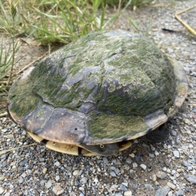 Chelodina longicollis (Eastern Long-necked Turtle) at Molonglo Valley, ACT - 14 Nov 2022 by Steve_Bok