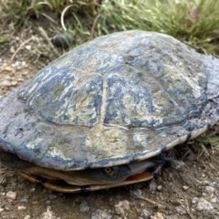 Chelodina longicollis (Eastern Long-necked Turtle) at Stromlo, ACT - 14 Nov 2022 by Steve_Bok