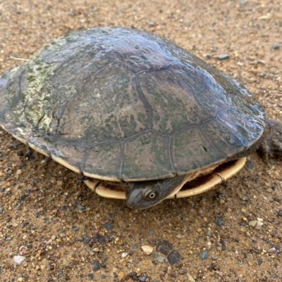 Chelodina longicollis (Eastern Long-necked Turtle) at Namarag NR - 14 Nov 2022 by SteveBorkowskis