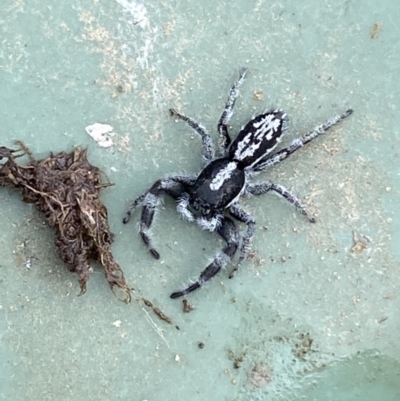 Ocrisiona leucocomis (White-flecked Crevice-dweller) at Stromlo, ACT - 14 Nov 2022 by Steve_Bok