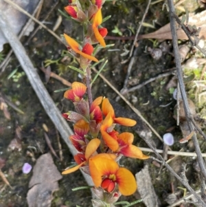 Dillwynia sericea at Nicholls, ACT - 14 Nov 2022