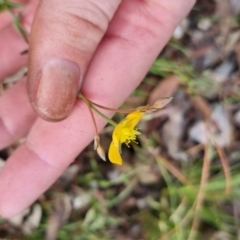 Hypericum gramineum at Bungendore, NSW - 14 Nov 2022