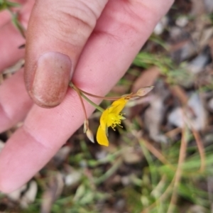 Hypericum gramineum at Bungendore, NSW - 14 Nov 2022 05:28 PM