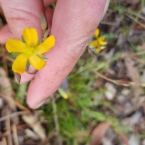 Hypericum gramineum at Bungendore, NSW - 14 Nov 2022