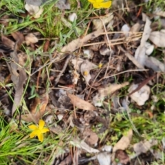 Hypericum gramineum at Bungendore, NSW - 14 Nov 2022 05:28 PM