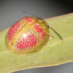 Paropsisterna fastidiosa (Eucalyptus leaf beetle) at Acton, ACT - 12 Nov 2022 by AlisonMilton