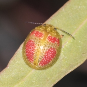 Paropsisterna fastidiosa at Acton, ACT - 12 Nov 2022