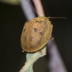 Paropsis atomaria (Eucalyptus leaf beetle) at ANU Dickson Precinct - 12 Nov 2022 by AlisonMilton