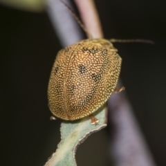 Paropsis atomaria (Eucalyptus leaf beetle) at Acton, ACT - 12 Nov 2022 by AlisonMilton