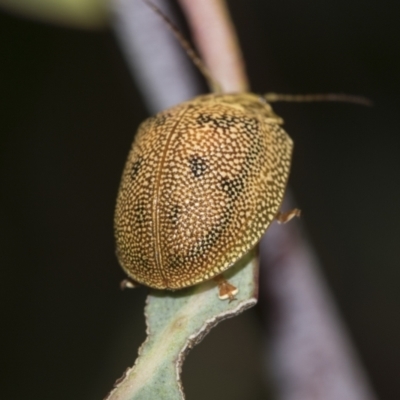 Paropsis atomaria (Eucalyptus leaf beetle) at Australian National University - 12 Nov 2022 by AlisonMilton