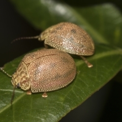 Paropsis atomaria at Acton, ACT - 12 Nov 2022