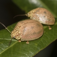 Paropsis atomaria at Acton, ACT - 12 Nov 2022