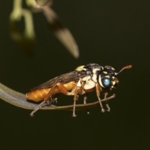 Pergidae sp. (family) at Acton, ACT - 12 Nov 2022