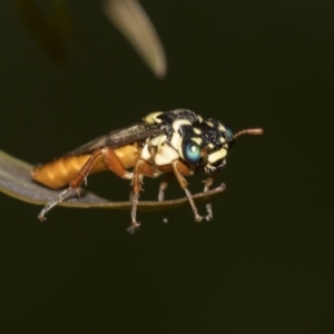 Pergidae sp. (family) at Acton, ACT - 12 Nov 2022