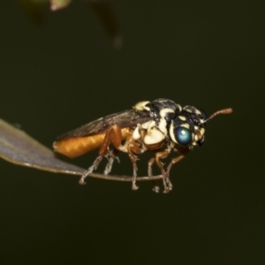 Pergidae sp. (family) at Acton, ACT - 12 Nov 2022