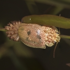 Paropsis atomaria at Acton, ACT - 12 Nov 2022